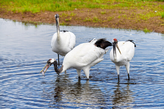 Red - crowned crane in Zhalong Nature Reserve Qiqihar city Heilongjiang province, China.