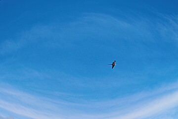 bird in the sky