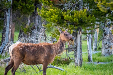 A baby elk in Yellowstone National Park, Wyoming