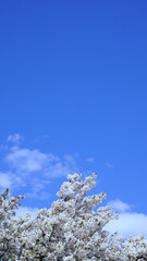桜と青空
