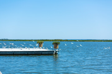 Pier on the river bank. A large flock of seagulls. Summer day.