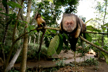 vitoria da conquist, bahia / brazil - october 28, 2011: macado prego is seen in the Poco Escuro...