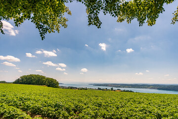Fantastic hike near Sipplingen on Lake Constance