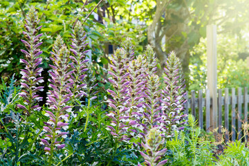 Obraz premium Flowering lobelia plant in the summer; purple and white beautiful lobelia blossoms