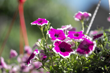 Sulfinia flowers close-up. Bouquet of flowers. Summer concept. Natural floral background for decoration and design.