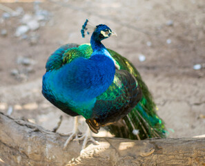 Obraz premium peacock standing on a log showing its chest