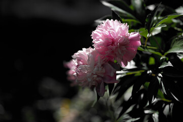 Two pink peonies close-up on a green background. Summer concept. Natural floral background for decoration and design.