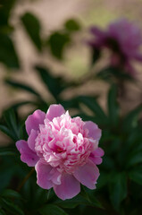 Pink peony closeup. Summer concept. Natural floral background for decoration and design.