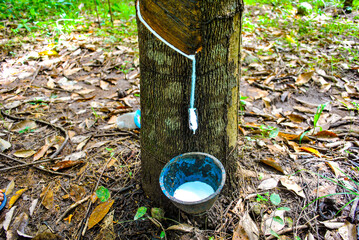 Harvesting Latex From Rubber Tree