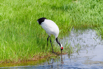 Red - crowned crane in Zhalong Nature Reserve Qiqihar city Heilongjiang province, China.