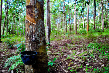 Tapping and collecting latex from Rubber trees in a plantation.