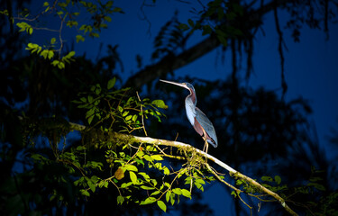 An endangered Agami Heron (Agamia agami) at night during a bird watching tour in the Amazon Rainforest, Yasuni national park, Ecuador.