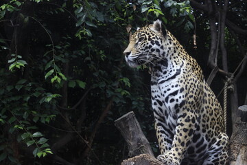 Leopardo en un zoologico arriba de un tronco © Joy