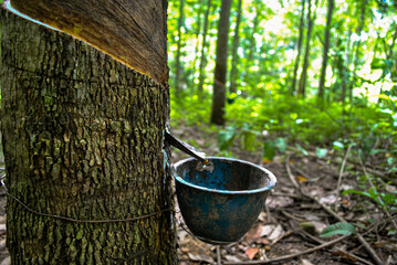 Collecting Latex from a Rubber Tree.