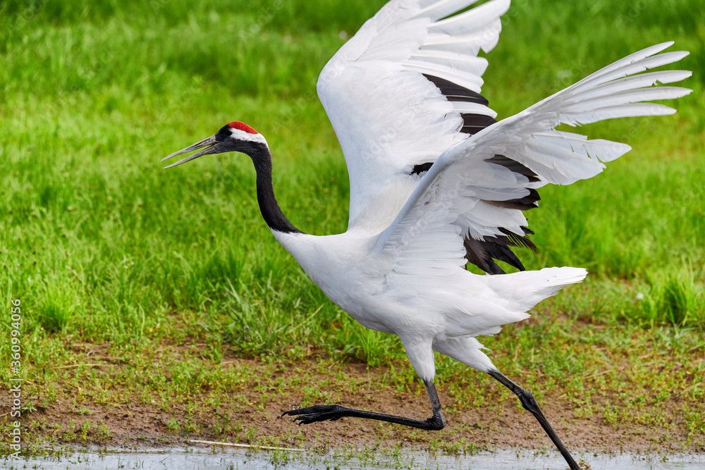 Wall mural Red - crowned crane in Zhalong Nature Reserve Qiqihar city Heilongjiang province, China.