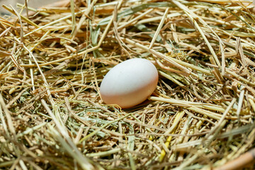Fresh eggs in a rice straw basket
