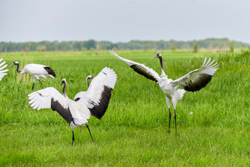 Red - crowned crane in Zhalong Nature Reserve Qiqihar city Heilongjiang province, China.