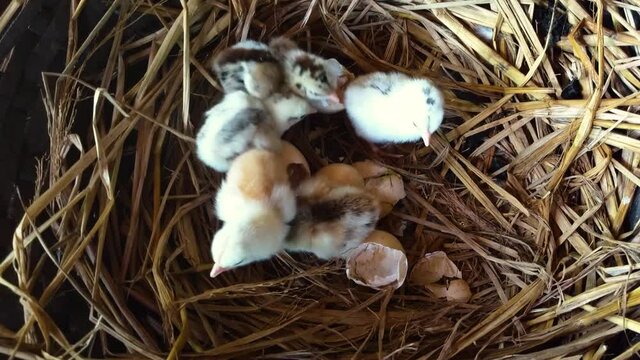 Looking Down At Baby Chicks Just After Being Hatched From Eggs In A Nest