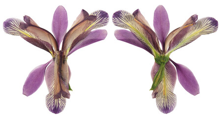 Pressed and dried flower iris, isolated on white background. For use in scrapbooking, floristry or...