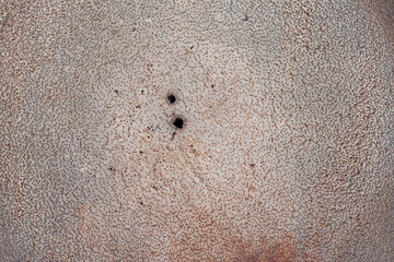 The surface of the coconut tree that has been cut and have mark crack for background.