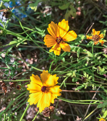 Golden-mane tickseeds flowers growing alongside a country road
