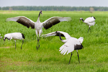Red - crowned crane in Zhalong Nature Reserve Qiqihar city Heilongjiang province, China.