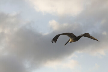 seagull in flight