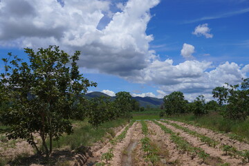 Fototapeta na wymiar Agricultural scenery in the foothills in thailand North