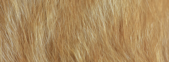 cat fur texture. HD Image and Large Resolution. can be used as background and wallpaper. web banners consepts.