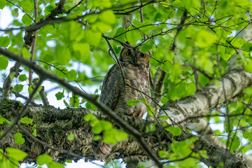 Great horned owl, female hidden in the branches of a tree