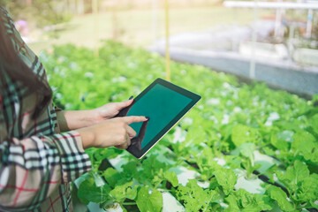 Agriculture technology farmer person using tablet computer,Fresh from farm. Gardener carrying crate of fresh lettuce from farm ready to sell to client.