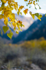 A tree branch with yellow foliage on a background of snowy mountains. Autumn concept nature background