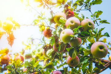 Large red apples close-up on a tree branch. Ripe fruits.