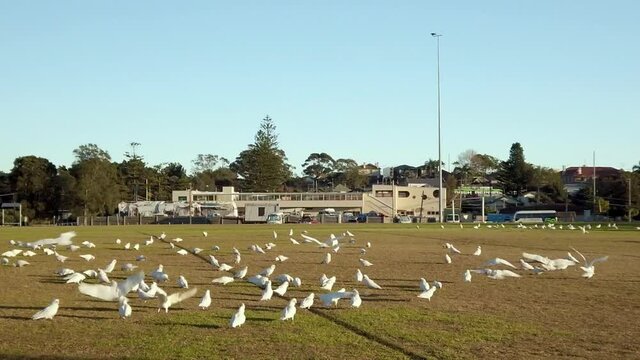 Camera walking toward a group of white Little Corella Parrots with Australian White and Yellow Crested Cockatoo. Slow Motion.
