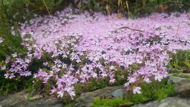 Little pink flowers in a rock on the coutryside in the mountains of the north of Portugal