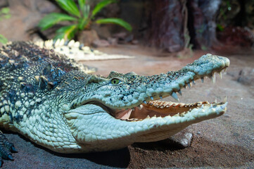 Fototapeta premium Large green crocodile with open mouth in a terrarium
