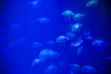 Sea life, a group of white jellyfish floating in a clear water tank. Tender photo, marine background