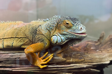 Beautiful yellow iguana sits on a branch and looks at the camera, macro portrait of a reptile