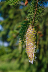 Young spruce cone with frozen resin on a sunny morning in the Ukrainian forest. Copy space. Vertical image. 