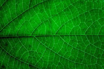 Obraz premium abstract green leaf texture, closeup nature background