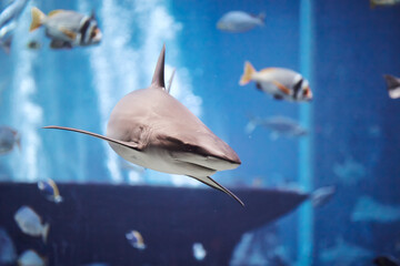 The Shark swimming in large aquarium