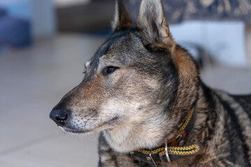 Muzzle of a dog of the West Siberian Laika (a related breed of husky). Close-up, narrow focus.