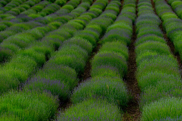 lavender field surrounded by farm fence