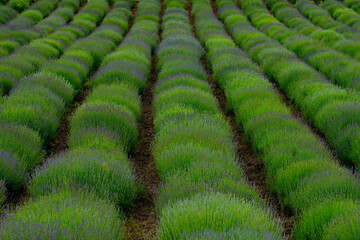 lavender field surrounded by farm fence