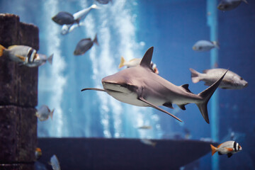 The Shark swimming in large aquarium