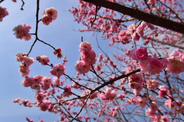 桜咲く頃