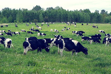 Herd of cows grazing and resting in the middle of the field