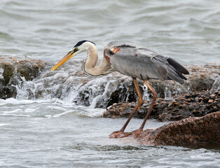 Great Blue Heron fishing