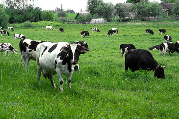 Fototapeta premium Herd of cows grazing and resting in the middle of the field