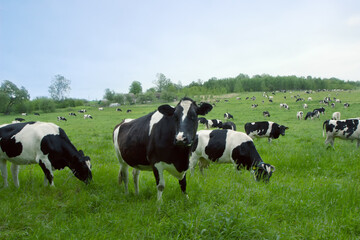 Herd of cows grazing and resting in the middle of the field